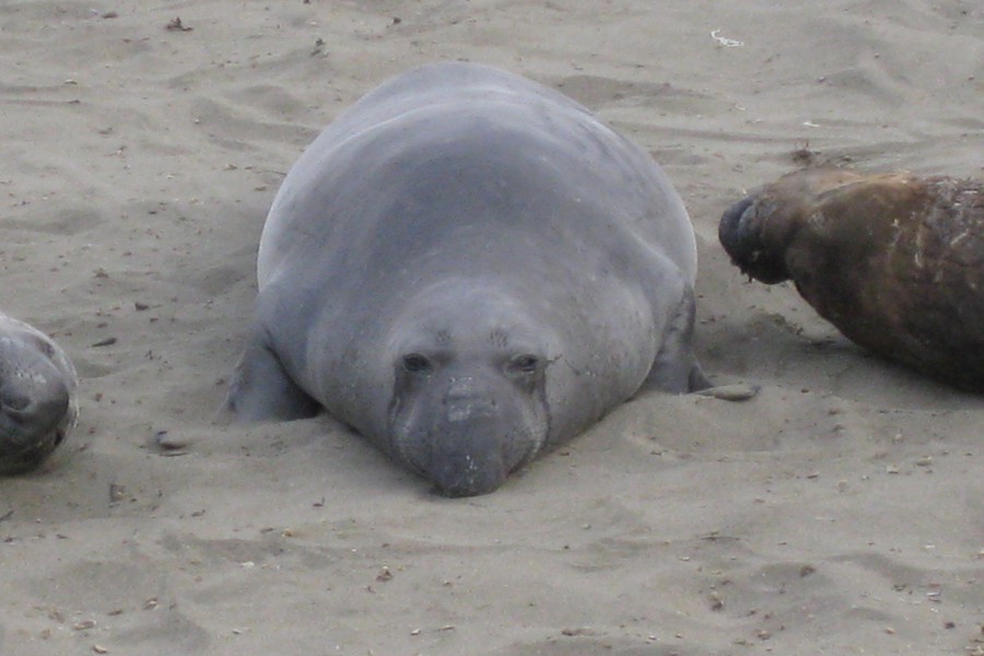 ../image/elephant seals near san simeon 12.jpg